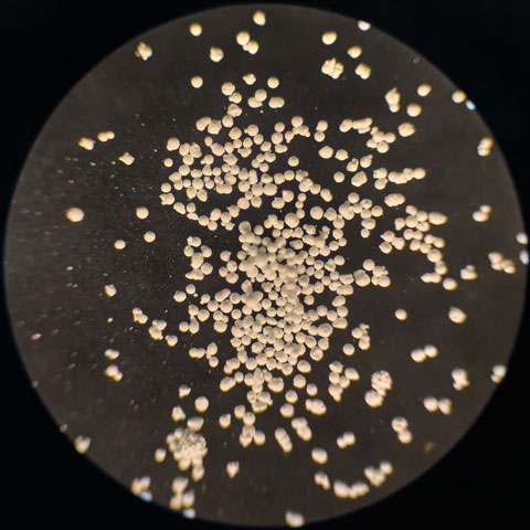Spherical Boron Nitride Powder